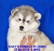 Small Photo #8 Siberian Husky Puppy For Sale in MANILLA, IA, USA