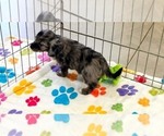 Willow - Female Cavapoo (Miniature)-Poodle (Toy) Mix Puppy for Sale - Photo #15