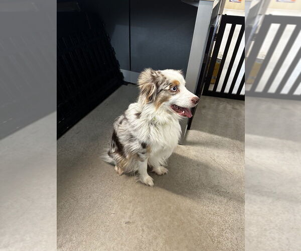 Medium Photo #3 Australian Shepherd Puppy For Sale in Oak Bluffs, MA, USA