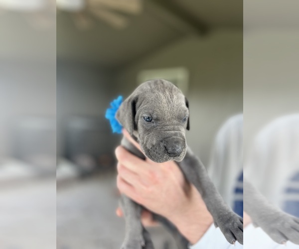 Medium Photo #3 Great Dane Puppy For Sale in AMARILLO, TX, USA