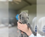 Small #2 Great Dane