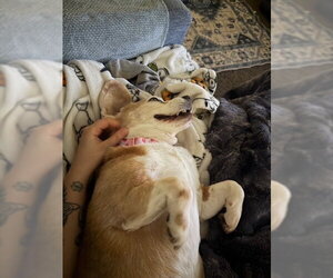 Rhee - Female Beagle Dog for Adoption - Photo #4
