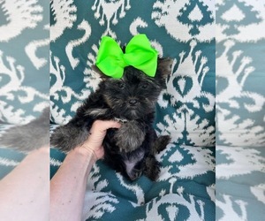 Yorkshire Terrier Puppy for sale in DECATUR, TX, USA