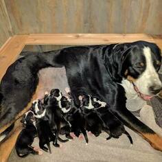 Greater Swiss Mountain Dog Puppy for sale in CORTLAND, NE, USA