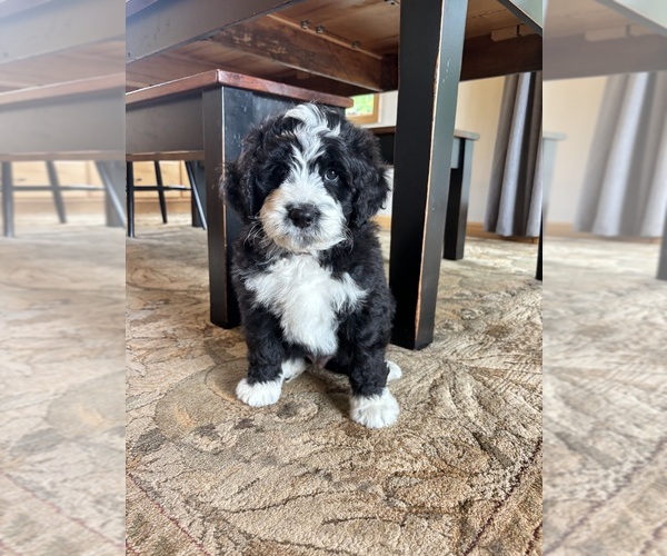 Medium Photo #7 Bernedoodle Puppy For Sale in POPLAR, WI, USA