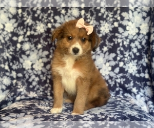 Aussiedoodle Miniature  Puppy for sale in LAKELAND, FL, USA