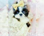 Small #2 Shih Tzu