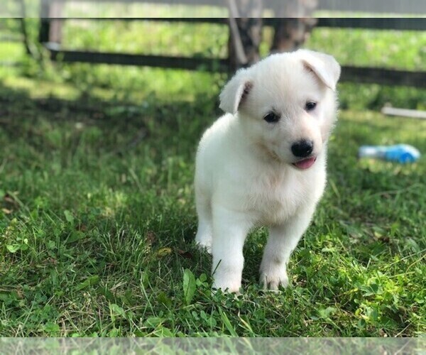 Medium Photo #4 German Shepherd Dog Puppy For Sale in CARDINGTON, OH, USA
