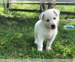 Small Photo #4 German Shepherd Dog Puppy For Sale in CARDINGTON, OH, USA