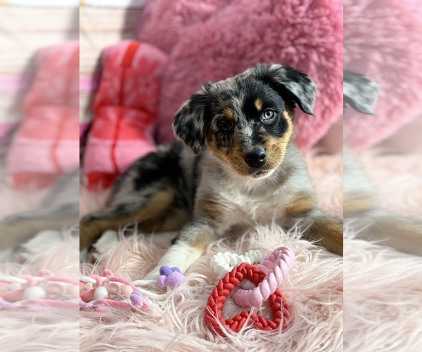 Medium Photo #20 Australian Shepherd Puppy For Sale in NEW BRAUNFELS, TX, USA