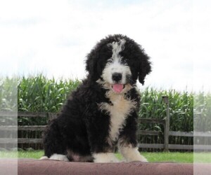Bernedoodle Puppy for sale in PEACH BOTTOM, PA, USA