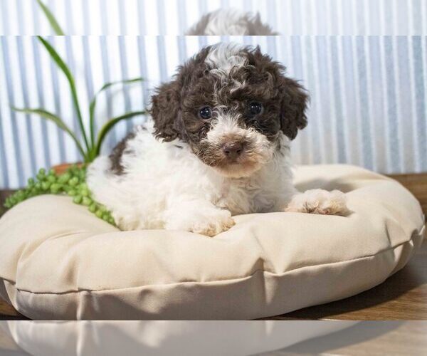 Medium Photo #3 Poodle (Miniature) Puppy For Sale in SUGARCREEK, OH, USA