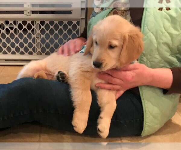 Medium Photo #15 Golden Retriever Puppy For Sale in WEBSTER CITY, IA, USA