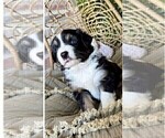 Small Photo #16 Miniature Australian Shepherd Puppy For Sale in MIDLAND, TX, USA