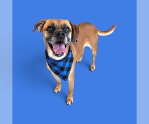 Chihuahua-Unknown Mix Dogs for adoption in Bakersfield, CA, USA