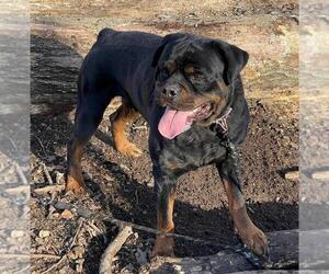 Rottweiler Puppy for sale in EAST VINELAND, NJ, USA