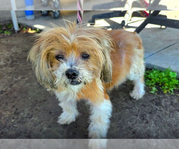 Medium Photo #4 Mutt Puppy For Sale in Newport Beach, CA, USA