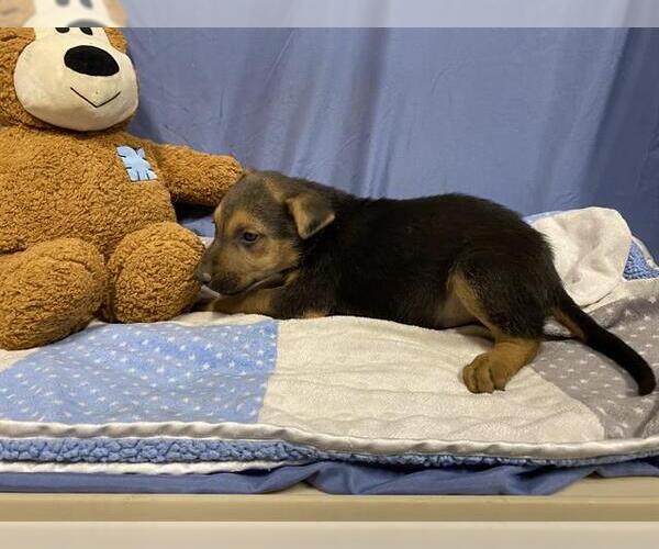 Medium Photo #1 German Shepherd Dog-Unknown Mix Puppy For Sale in Modesto, CA, USA