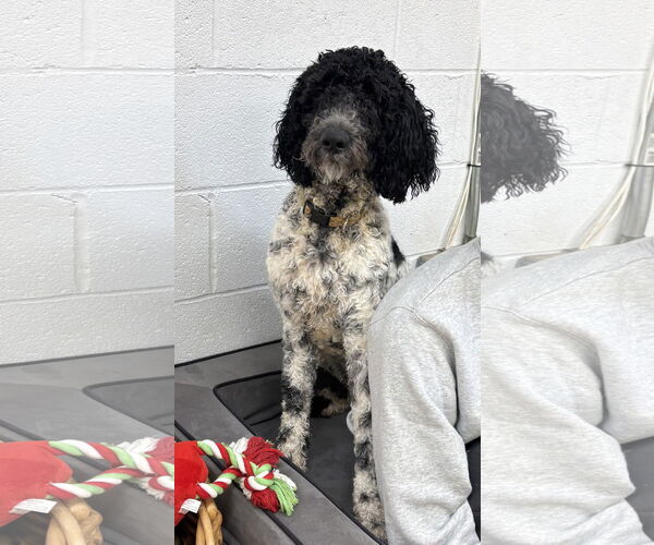 Medium Photo #1 Poodle (Standard) Puppy For Sale in York, SC, USA