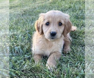 Golden Retriever Puppy for sale in INDIANAPOLIS, IN, USA