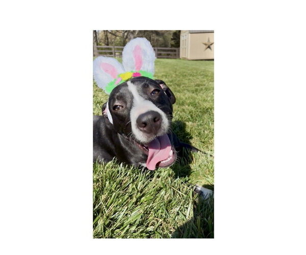 Medium Photo #18 Mutt Puppy For Sale in Mooresville, NC, USA