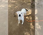 Small #16 American Pit Bull Terrier-Labrador Retriever Mix