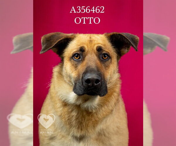 Medium Photo #2 German Shepherd Dog-Unknown Mix Puppy For Sale in Stockton, CA, USA