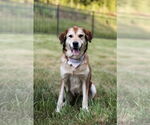Small German Shepherd Dog-Great Pyrenees Mix