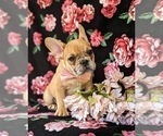 Small Photo #8 French Bulldog Puppy For Sale in QUARRYVILLE, PA, USA