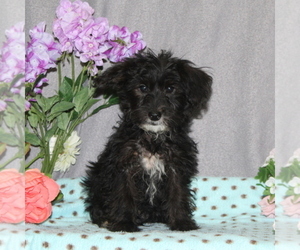 Yo-Chon Puppy for sale in RISING SUN, MD, USA