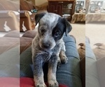 Small Photo #1 Texas Heeler Puppy For Sale in PAOLA, KS, USA