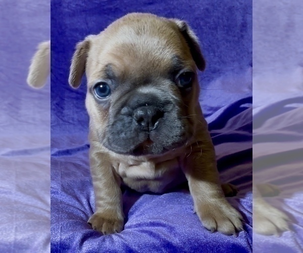 Medium Photo #10 French Bulldog Puppy For Sale in WEXFORD, PA, USA