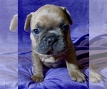 Small Photo #49 French Bulldog Puppy For Sale in WEXFORD, PA, USA