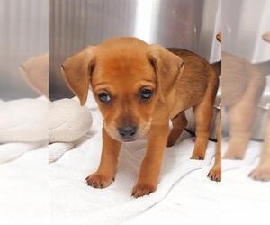 Chihuahua-Unknown Mix Dogs for adoption in Fort Lauderdale, FL, USA