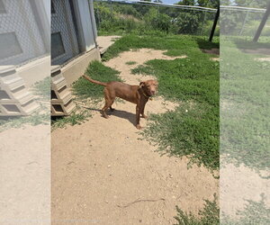Mutt Dogs for adoption in Maquoketa, IA, USA