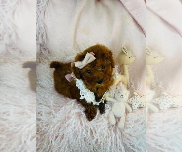 Medium Photo #3 Cavapoo (Miniature) Puppy For Sale in PEMBROKE PINES, FL, USA