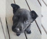 Small Labrador Retriever Mix