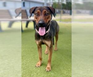 German Shepherd Dog-Unknown Mix Dogs for adoption in Naples, FL, USA