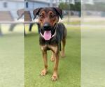 Small German Shepherd Dog Mix