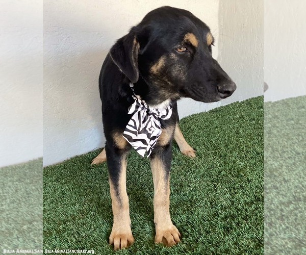 Medium Photo #6 Huskies -Rottweiler Mix Puppy For Sale in San Diego, CA, USA