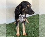 Small #5 Huskies -Rottweiler Mix