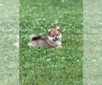 Small #2 Pomeranian
