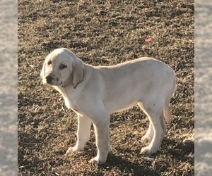 Labrador Retriever Puppy for sale in LOUISBURG, MN, USA