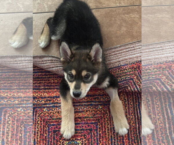 Medium Photo #2 Siberian Husky-Unknown Mix Puppy For Sale in Polson, MT, USA