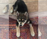 Small #1 Siberian Husky Mix