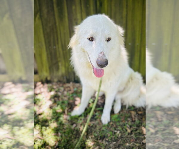 Medium Photo #5 Great Pyrenees Puppy For Sale in Spring, TX, USA
