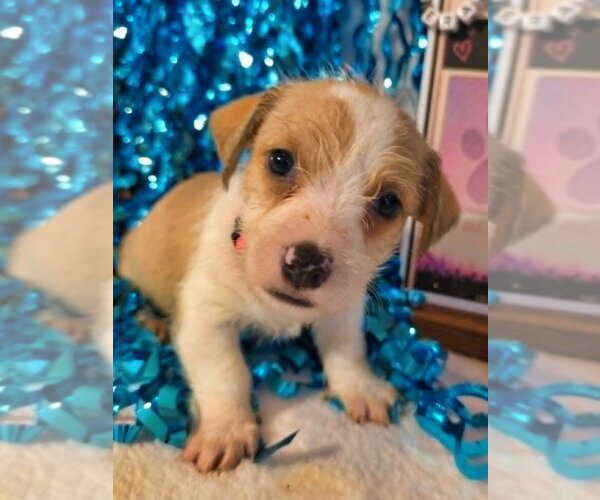 Medium Photo #3 Mutt Puppy For Sale in Raleigh, NC, USA