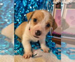 Small #2 Mutt