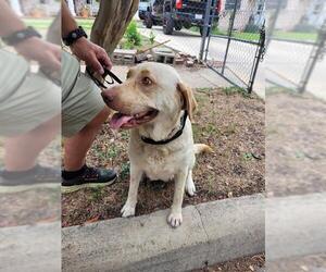 Labrador Retriever-Unknown Mix Dogs for adoption in San Antonio, TX, USA