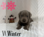 Puppy Winter Labrador Retriever
